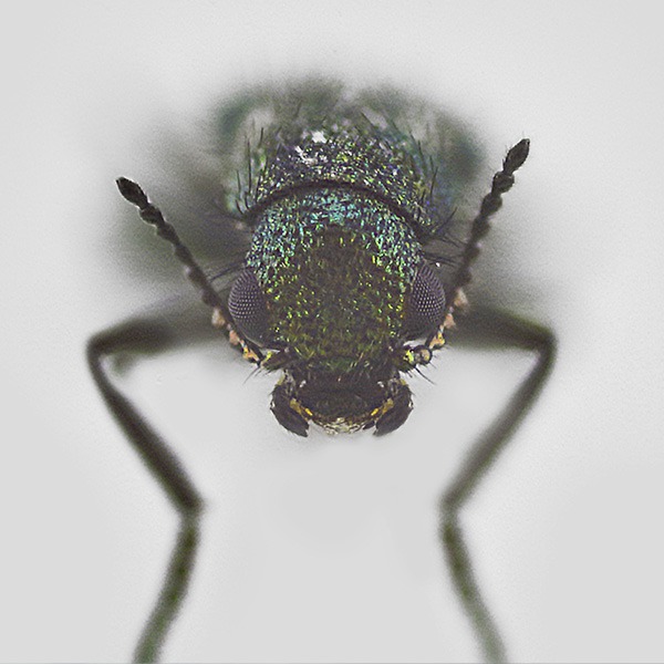 Bröder Estudio macrofotografía insecto